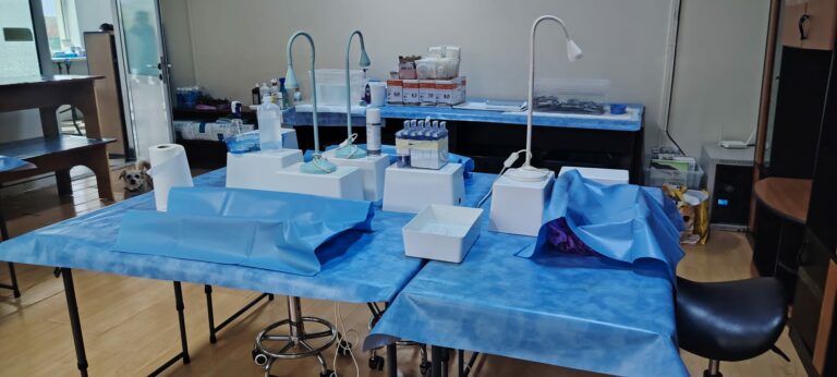 Campanie de sterilizare destinată câinilor și pisicilor din rasă comună, organizată de Primăria Corbu. Peste 250 de animale de rasă comună au fost sterilizate